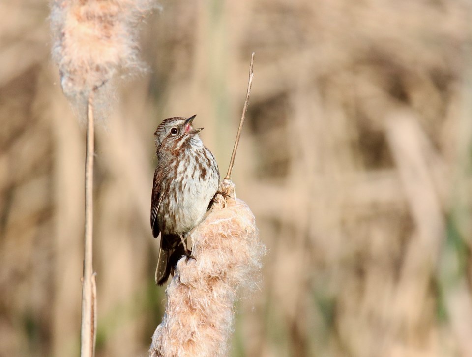 geoff-mcdonell-song-sparrow-at-dawn-london-landing-pier