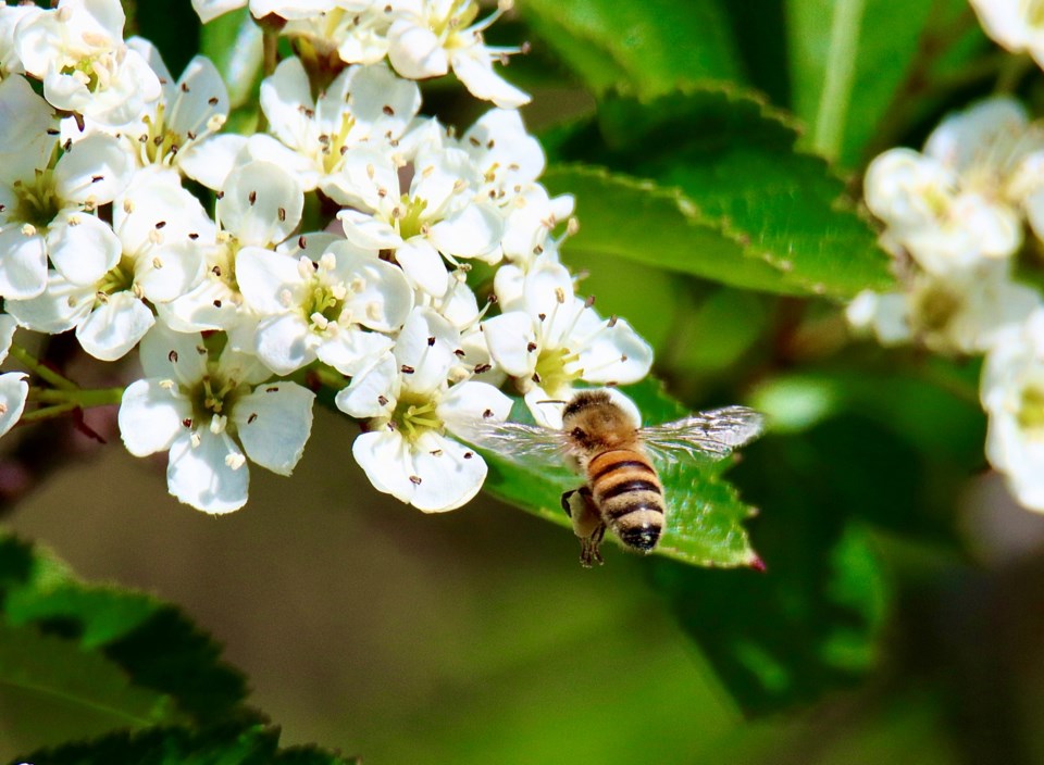 geoff-mcdonell-spring-blossoms-attracting-bees-iona-beach-park