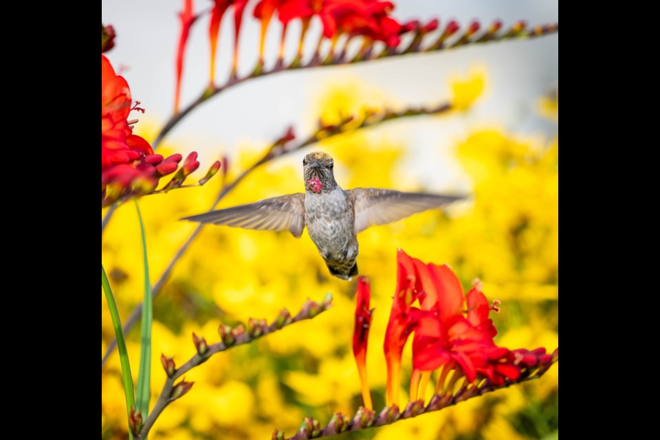 Anna's hummingbird mid-flight at Imperial Landing.