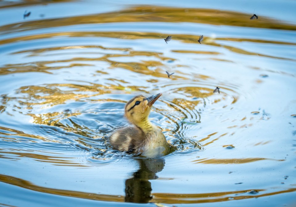 johnny-choi-baby-mallard-duck-catching-dragonflies-minoru-park