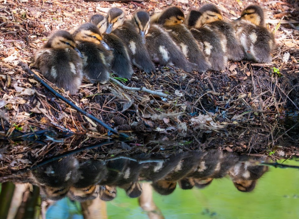 johnny-choi-baby-mallard-ducks-richmond-nature-park
