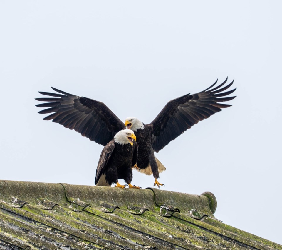 johnny-choi-bald-eagles-briannia-shipyard
