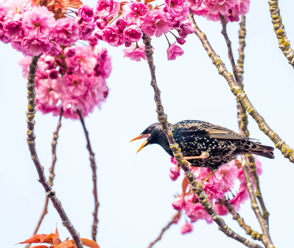 johnny-choi-common-starling-in-cherry-blossom-steveston
