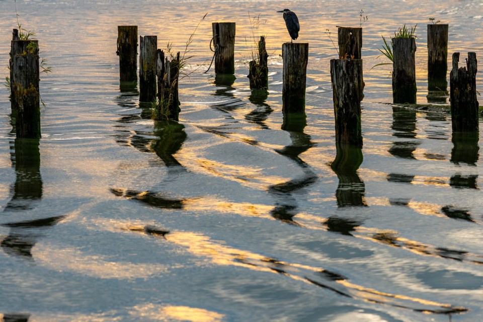 Great blue heron resting on a pilling at Imperial Landing.