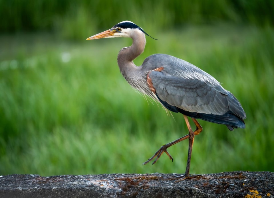 johnny-choi-great-blue-heron-shot-imperial-landing