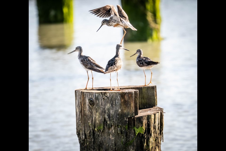 Great yellowleg sandpipers resting at Imperial Landing.