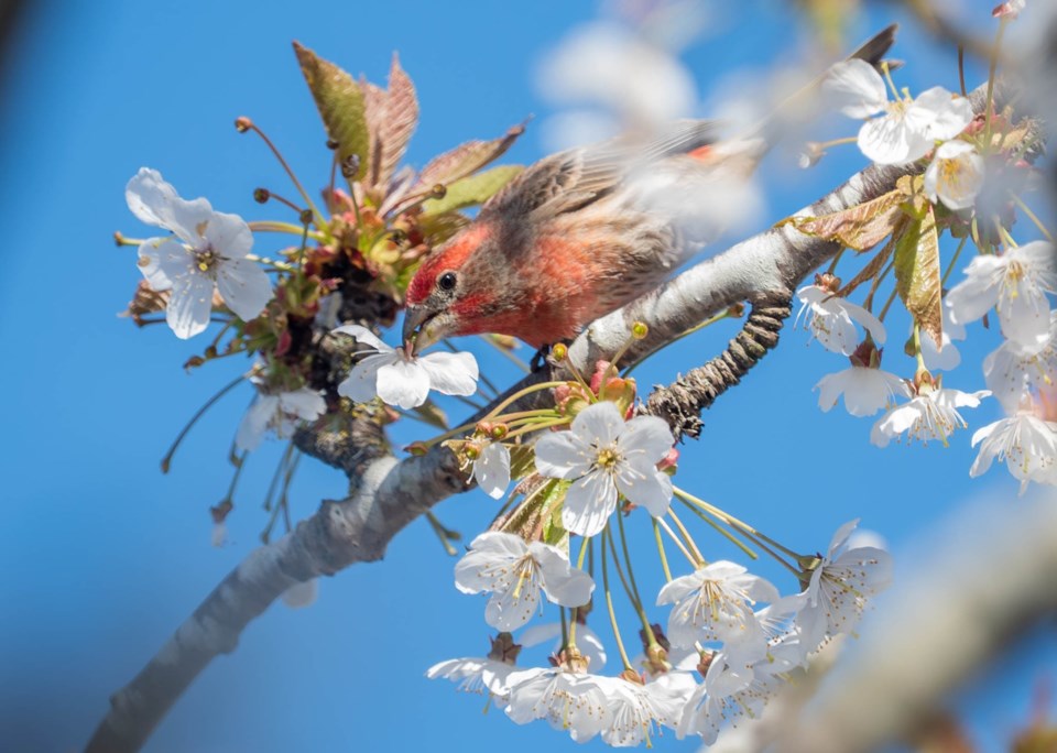 johnny-choi-house-finch-at-cherry-blossom-steveston-village