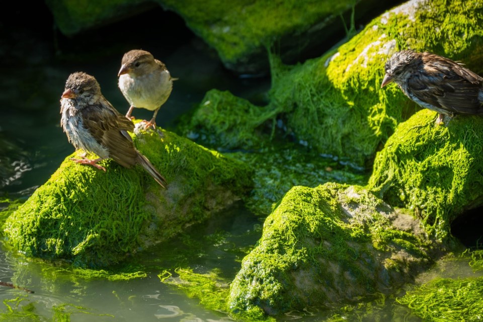House sparrow at Imperial Landing
