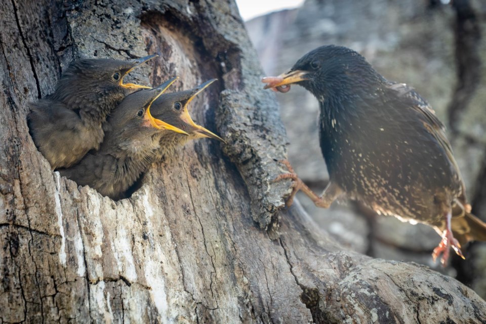 johnny-choi-meals-for-juvenile-european-starling-britannia-heritage-shipyard