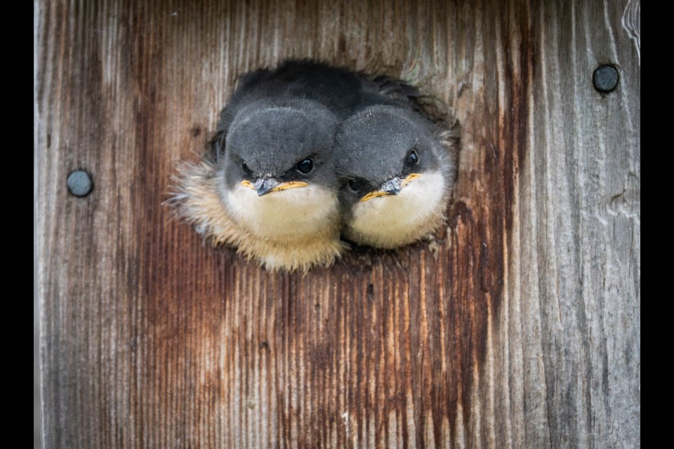 Tree swallow family in Terra Nova.