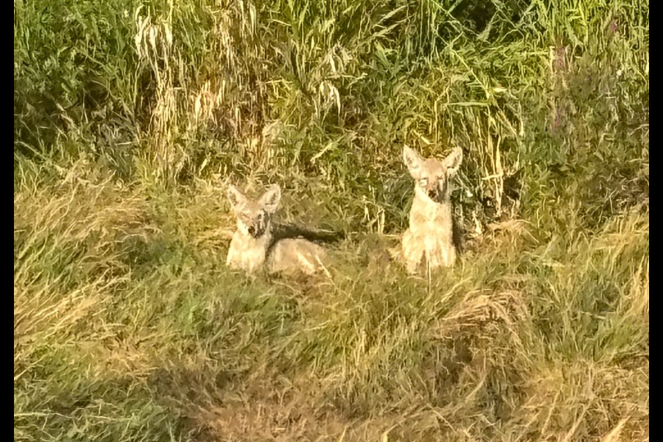 Two coyote pups were spotted at the West Dyke near Williams Road.