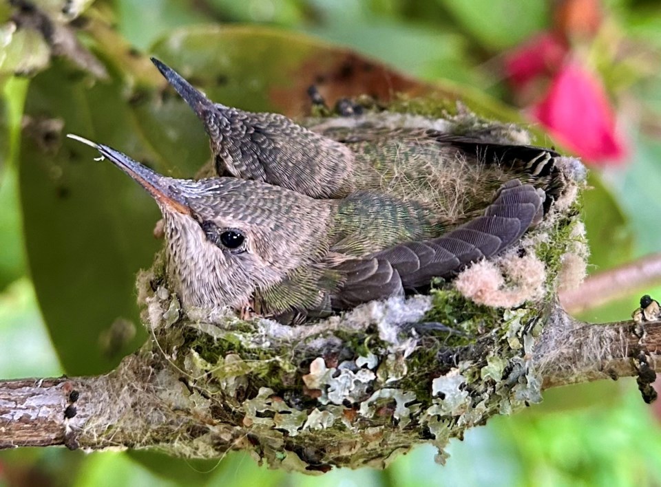 lisa-marcoe-two-week-old-annas-hummingbird-babies-richmond-backyard