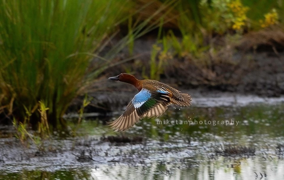 michael-sy-tan-cinnamon-teal-garden-city-lands