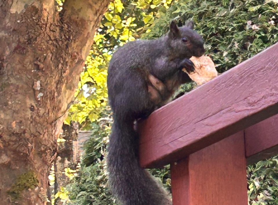 monica-squirrel-with-piece-of-bread-kingsbridge-drive