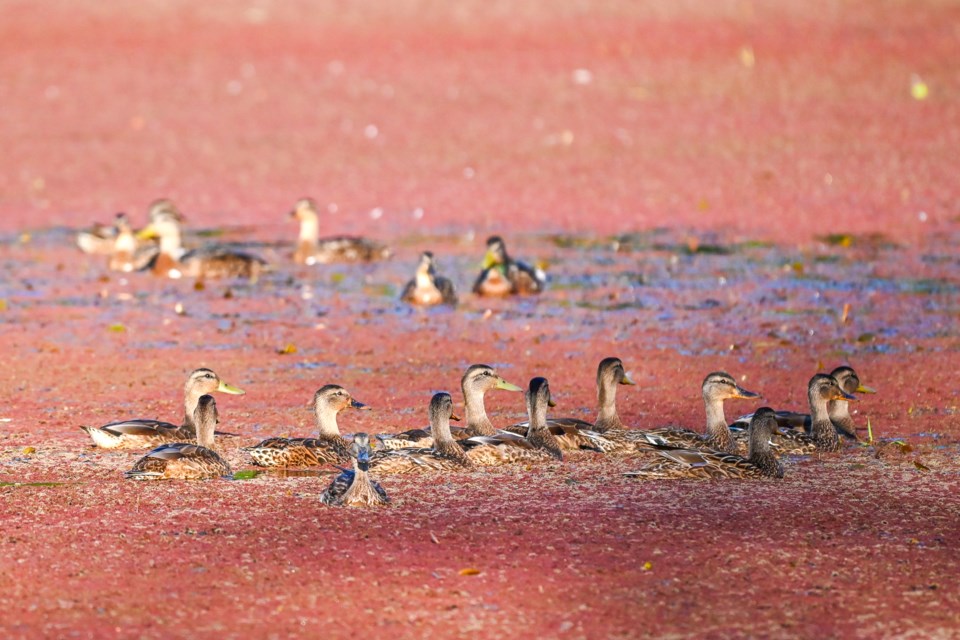 A group of mallard paddling on the algae filled pond in Terra Nova.
