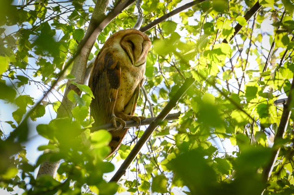 ngam-chua-barn-owl-hiding-among-leaves-terra-nova-rural-area