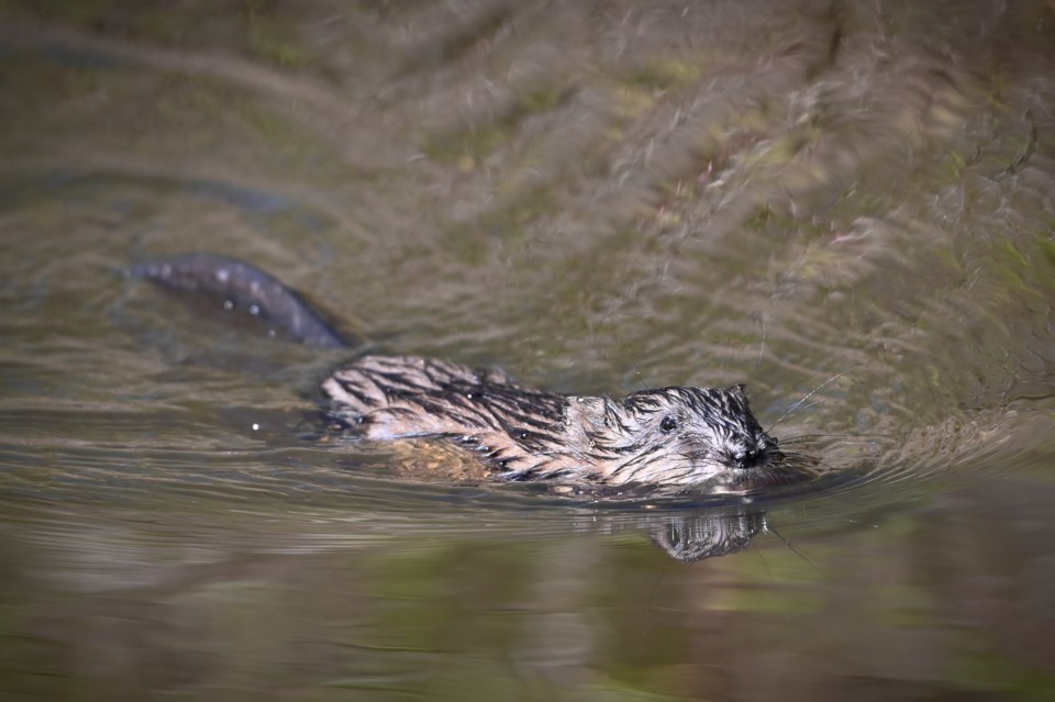 ngam-chua-beaver-swimming-in-pond-terra-nova-natural-area