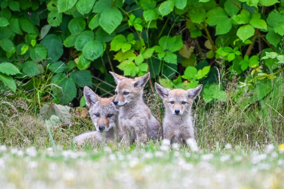 Coyote pups spotted on No. 2 Road.