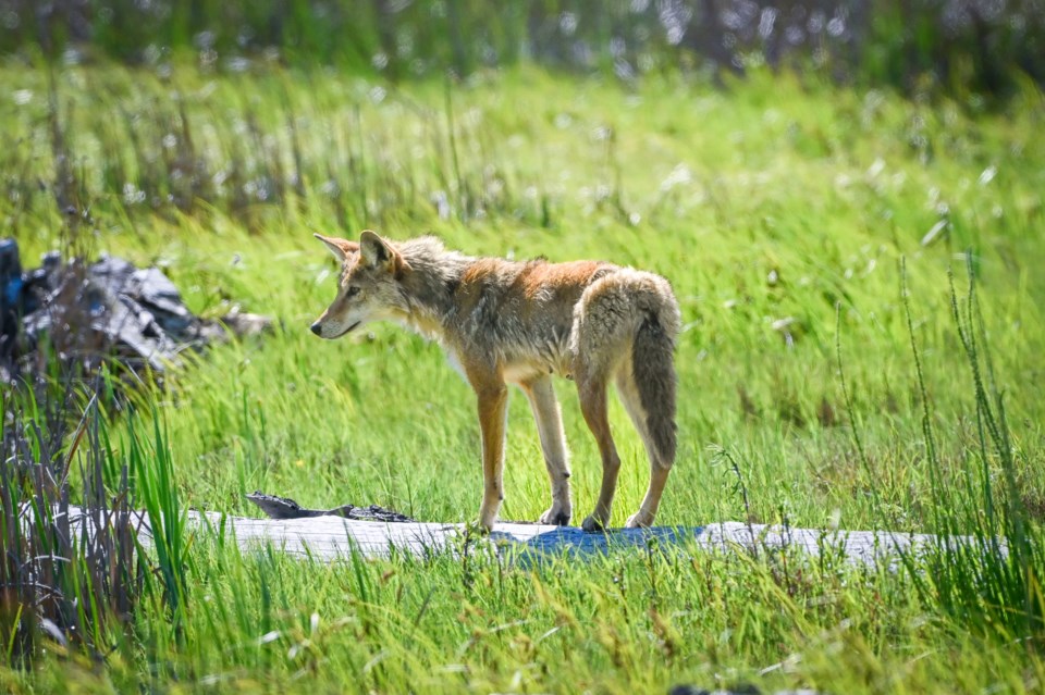 ngam-chua-coyote-wandering-west-dyke-trail