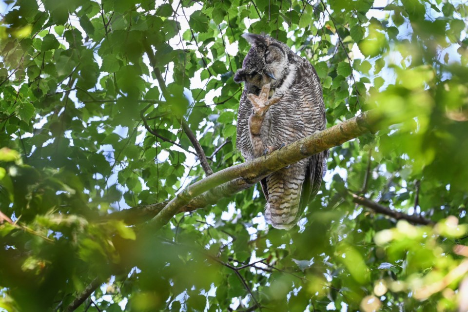 A great horned owl in the Terra Nova Natural Area.