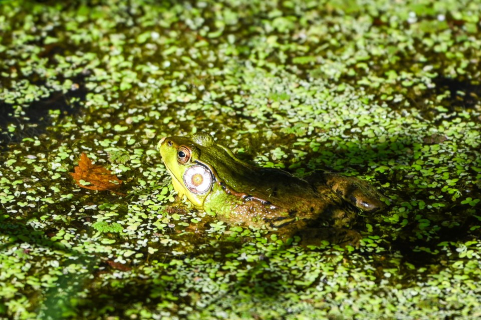 Green fog waits in a pond for its prey at Terra Nova Natural Park.