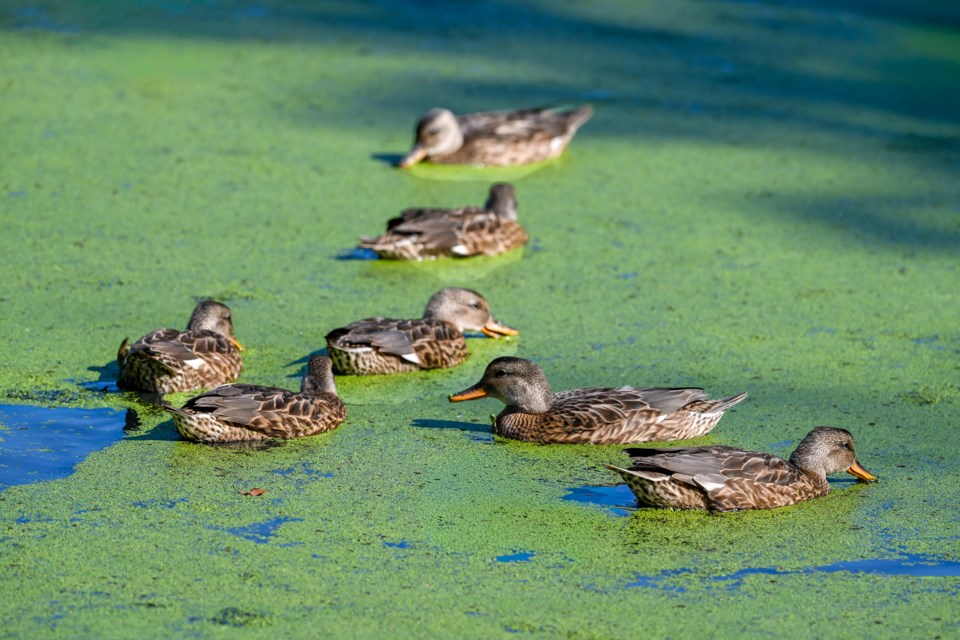 A flock of mallards feeding by a pond with green algae.