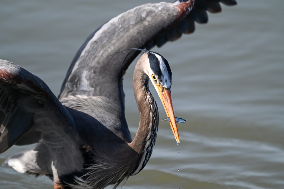 ngam-chua-heron-catch-small-fish-garry-point-park
