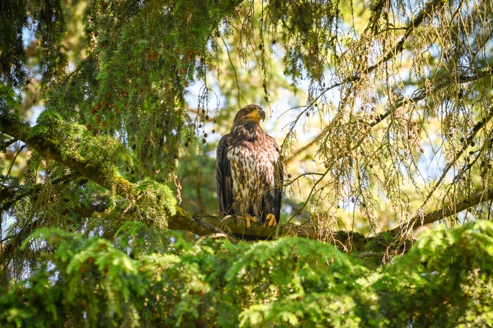 ngam-chua-juvenile-bald-eagle-on-branch-minoru-park