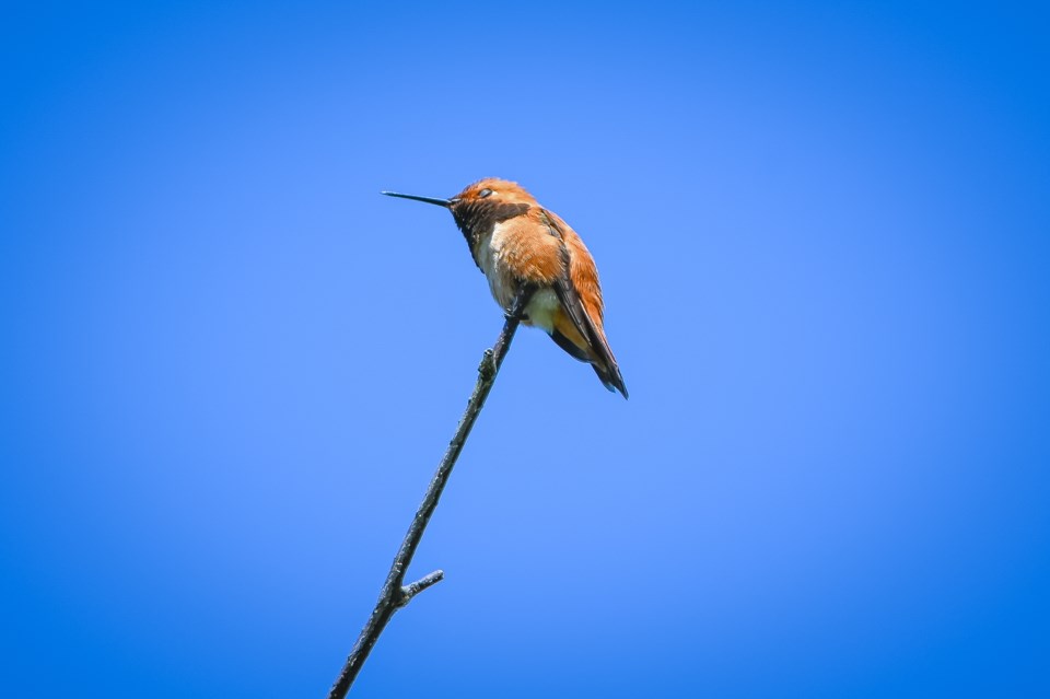 ngam-chua-rufous-hummingbird-nap-terra-nova