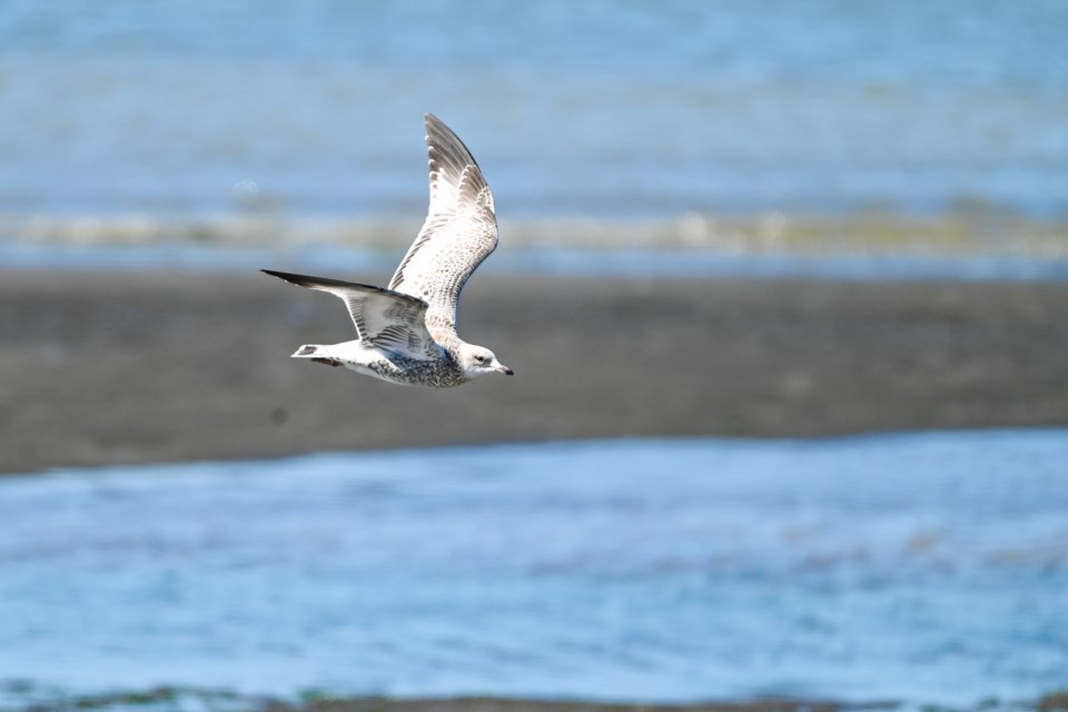 Seagull flying low at iona Beach.
