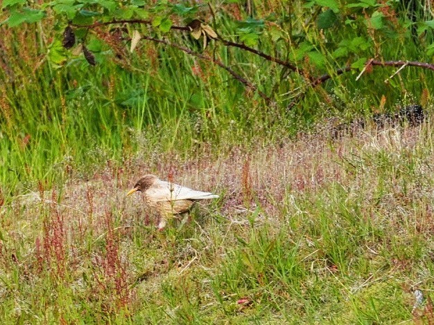 noel-mendoza-leucistic-european-starling-iona
