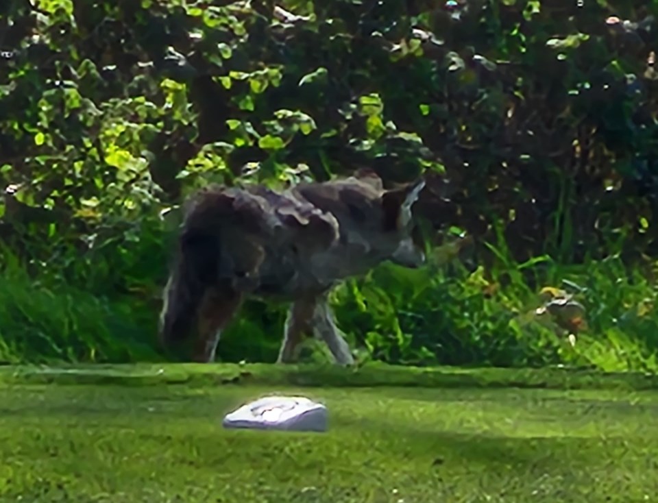 rahim-rahemtulla-coyote-walking-through-quilchena-golf-and-country