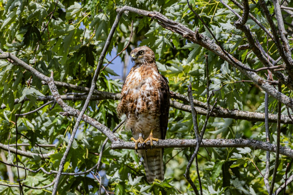 A juvenile red-tailed hawk at West Dyke Trail.