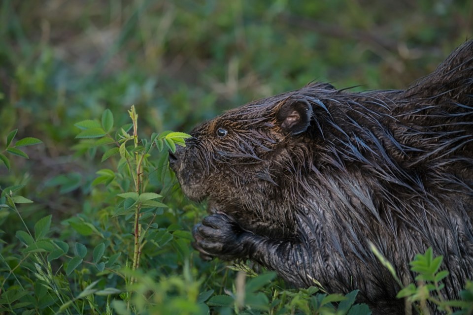 A busy beaver in Sturgeon Banks