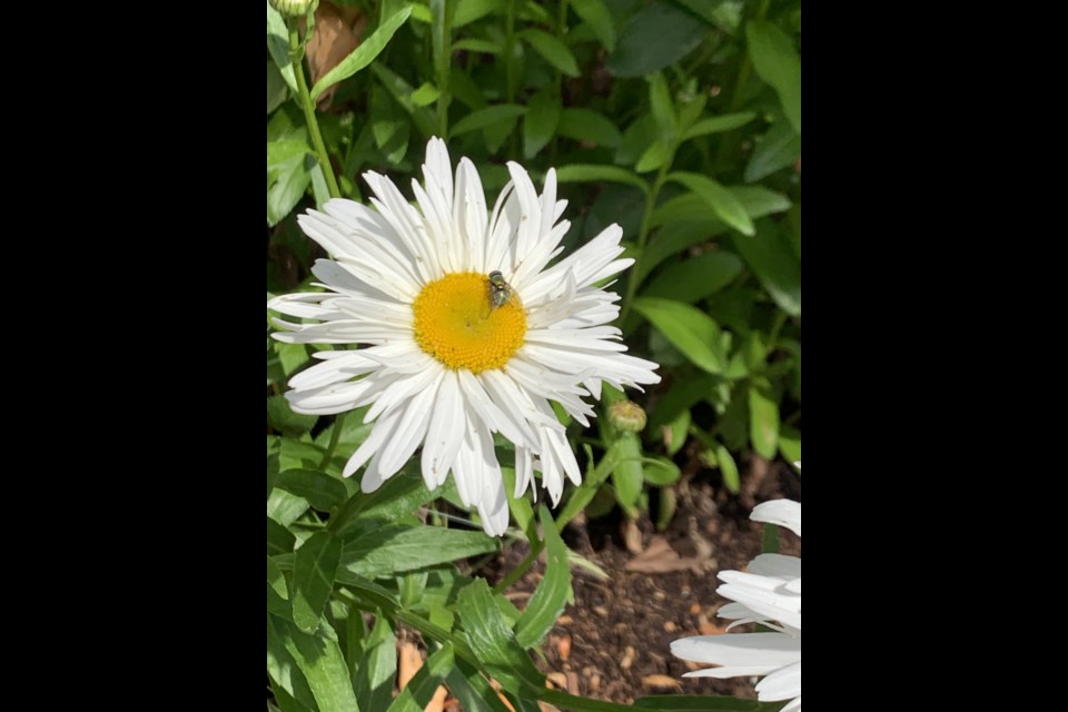A beautiful daisy in an apartment complex garden on No. 1 and Francis roads.