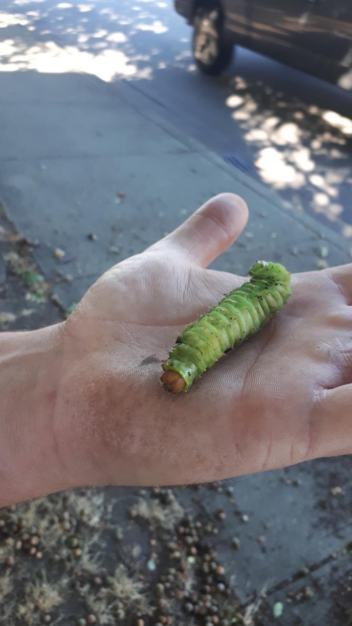 29caterpillar