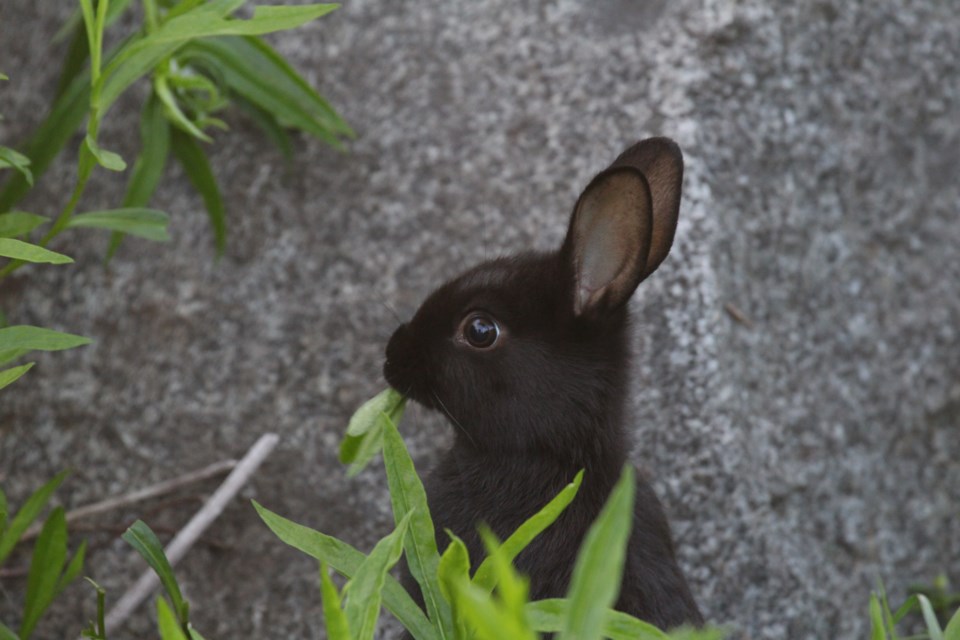 30rabbits2