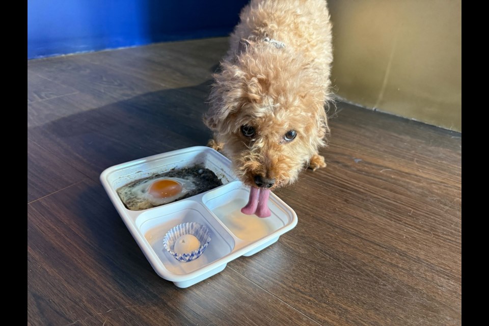 Co-owner Suiki Zhang's dog Bee enjoying a cooked meal with goat milk and a coconut ice ball at Chew Chew, a unique new spot for pets in Richmond. 