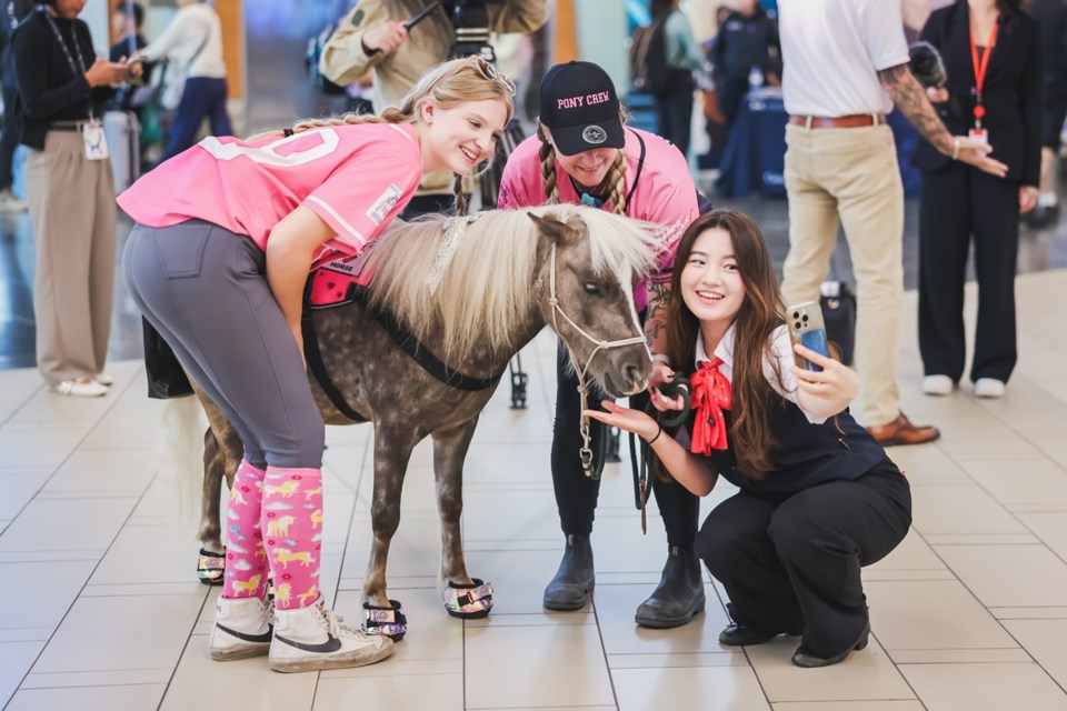 Vancouver International Airport has signed on two miniature ponies to join its animal therapy program.