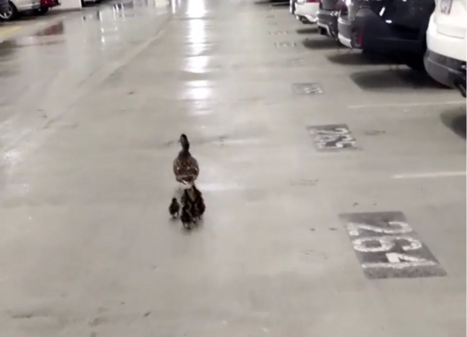 Aberdeen ducks