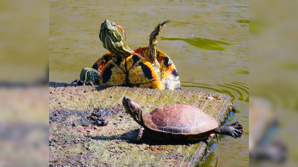 allisa-ritchie-west-dyke-red-eared-slider-turtles