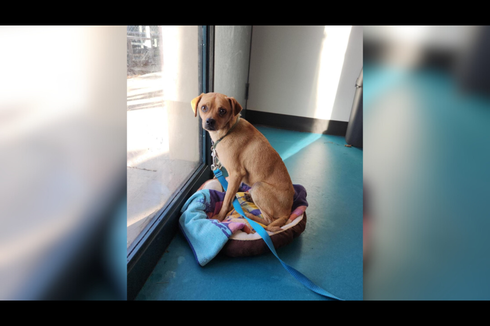 Richmond lost sales and found pets
