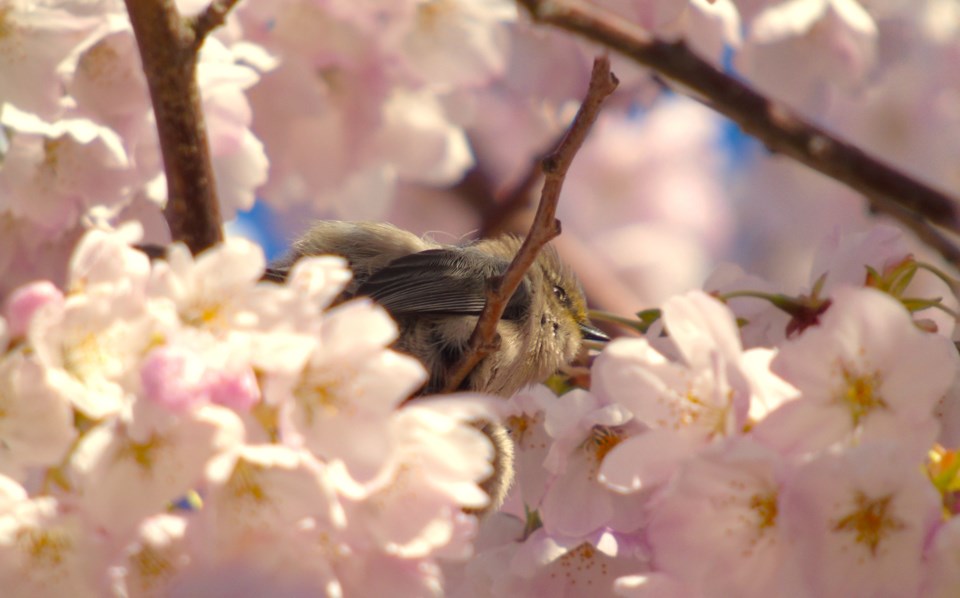 American Bushtit in cherry blossom