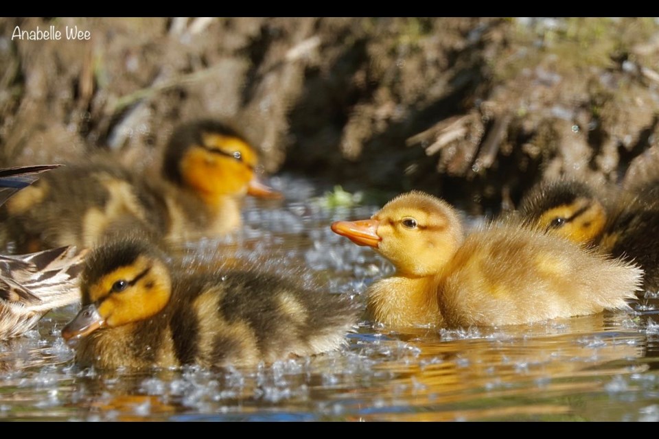 Mallard ducklings in Terra Nova.