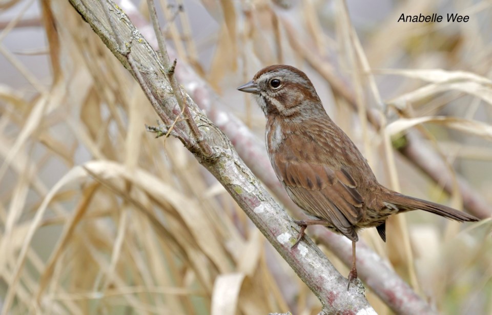 anabelle-wee-song-sparrow-garden-city-lands