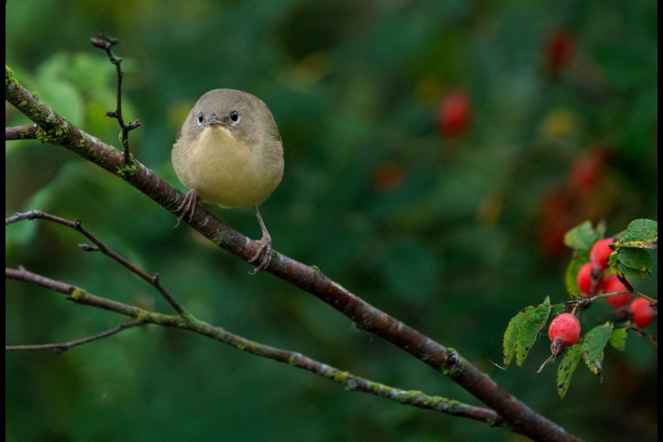 Common yellowthroat in Garden City Land