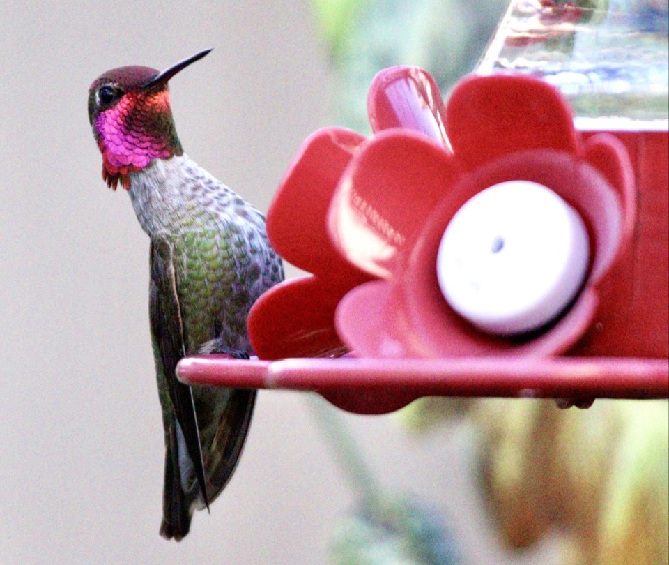Anna's hummingbird Richmond
