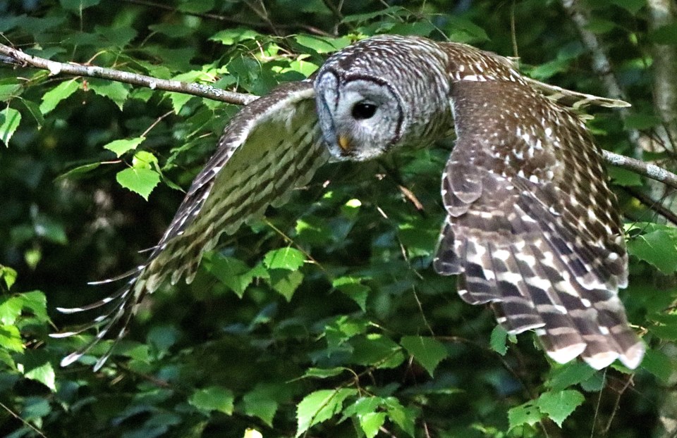 BarredOwl-Anabelle