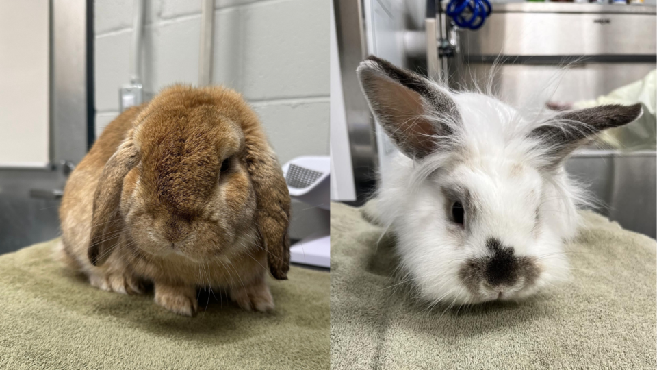 bc-spca-lost-rabbits