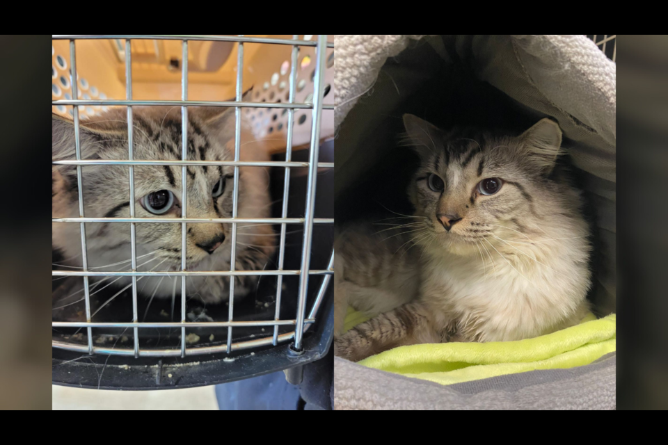 Richmond animal shop league kittens